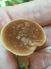 Lactifluus petersenii