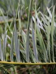 Allagoptera campestris