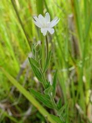 Epilobium strictum