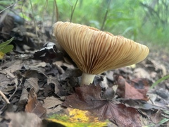 Russula compacta