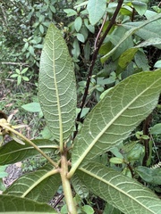Centropogon asclepiadeus