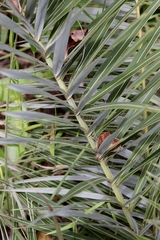 Allagoptera campestris
