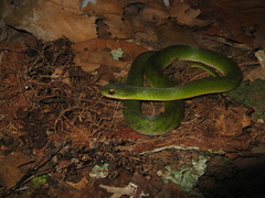 Erythrolamprus typhlus