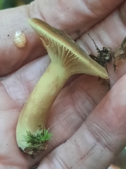 Lactifluus petersenii