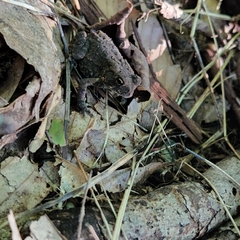 Anaxyrus americanus