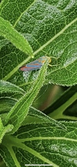 Graphocephala coccinea