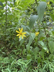 Helianthus divaricatus
