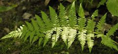 Athyrium