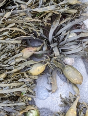 Ascophyllum nodosum