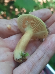 Lactifluus petersenii