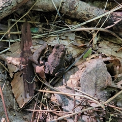 Anaxyrus americanus