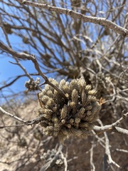 Tillandsia pedicellata