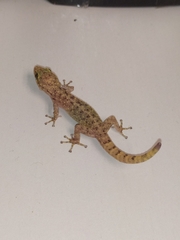 Gekkota