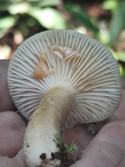 Lactifluus petersenii
