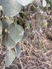 Cordia dichotoma