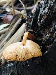 Flammulaster erinaceellus