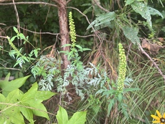 Ambrosia artemisiifolia