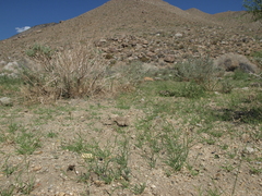 Bouteloua barbata barbata