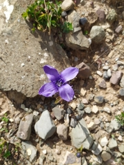 Gentianopsis ciliata