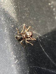 Tetramorium