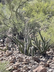 Stenocereus gummosus