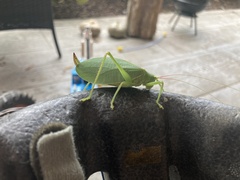 Pterophylla camellifolia