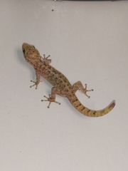 Gekkota