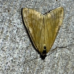 Sitochroa verticalis