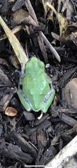 Hyla