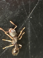 Tetramorium