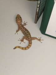 Gekkota
