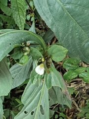 Justicia quadrifaria