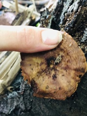 Flammulaster erinaceellus