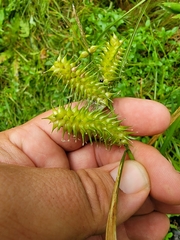 Carex retrorsa