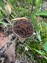 Leccinellum rugosiceps