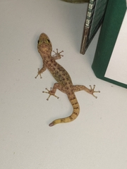Gekkota