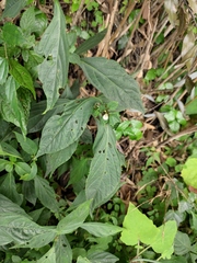 Justicia quadrifaria