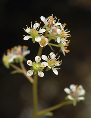 Micranthes occidentalis
