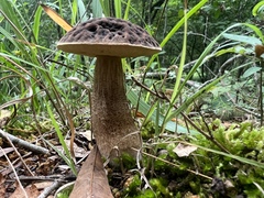 Leccinellum rugosiceps