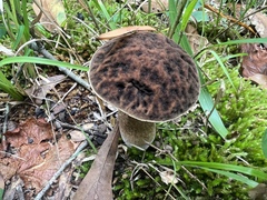 Leccinellum rugosiceps