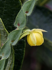 Chamaecrista basifolia