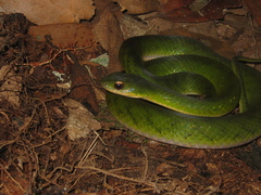 Erythrolamprus typhlus