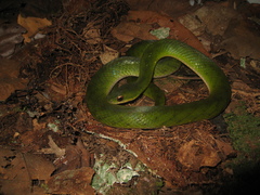 Erythrolamprus typhlus