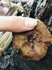 Flammulaster erinaceellus