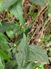 Justicia quadrifaria