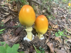 Amanita jacksonii