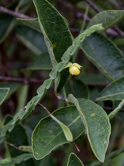 Chamaecrista basifolia