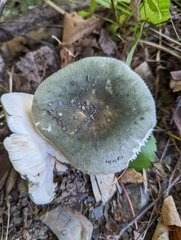 Russula parvovirescens