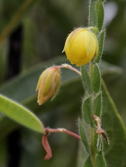 Chamaecrista basifolia