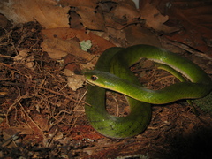 Erythrolamprus typhlus